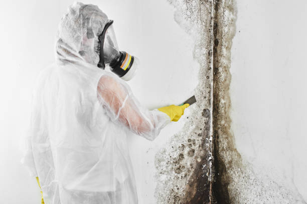 Best Bathroom Mold Remediation in Red Boiling Springs, TN